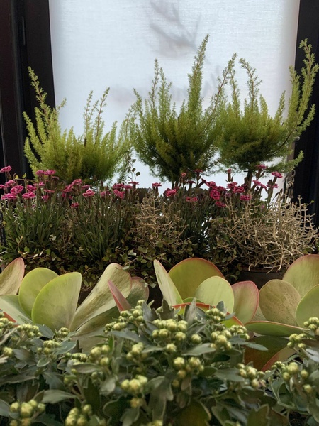 Des jolies plantes qui résistent au temps